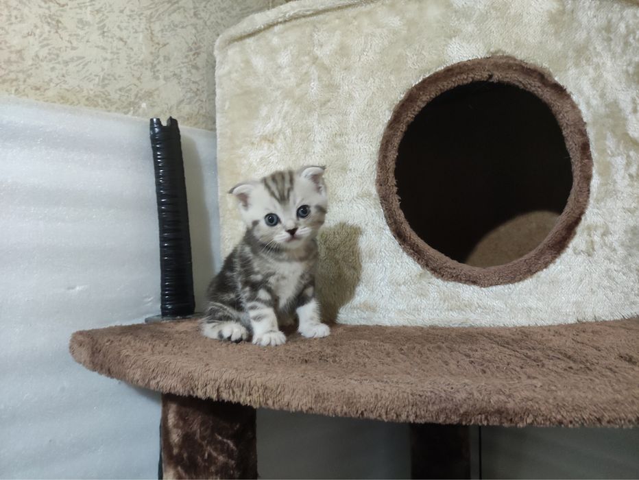 Продается котенок