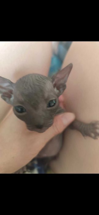 Продам котят Донской Сфинкс