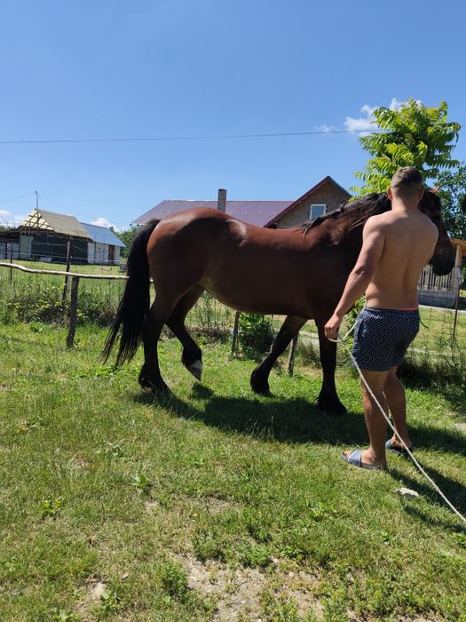 Iapă de 6 ani.. bună