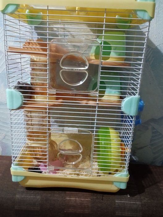Продам 2х хомячков с клеткой.