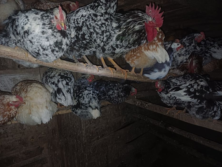 Vând ouă pita pinta austriana