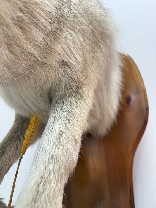 Продам чучело срочно