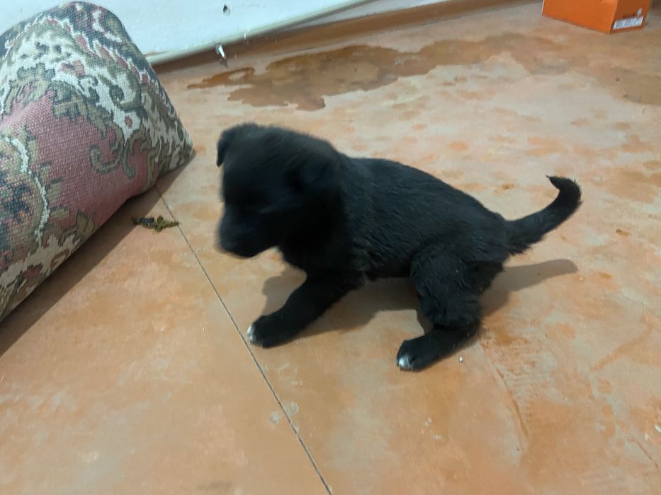 Европейский овчарка сатылады