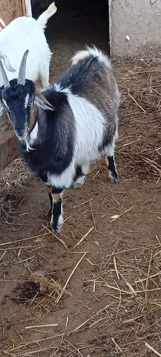 Сүтті ешкі. Парода нуби