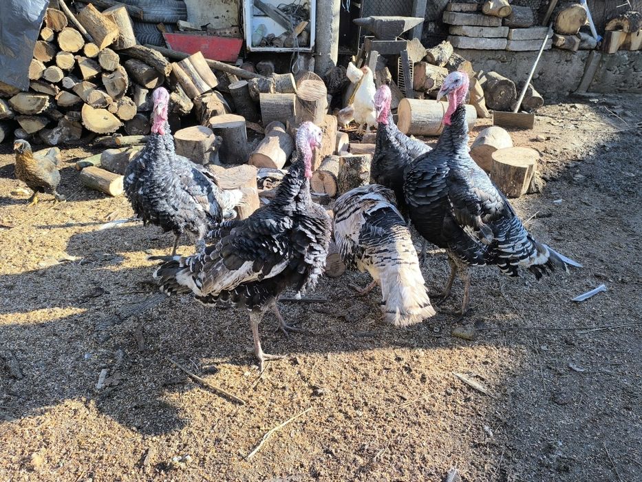 Продават се Пуйки