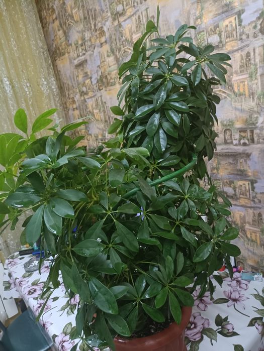 Шефлера, 110 см. Пушистая, в форме сердечка