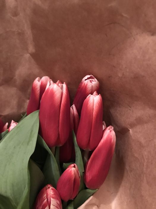 Луковицы тюльпана