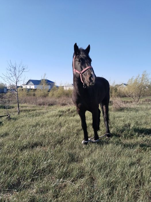 Полутяж айғыр сатылады