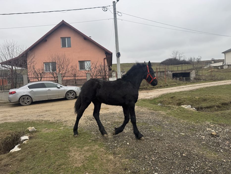 Manza Friesian/Frizian