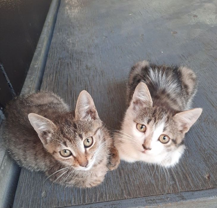 Отдам котят в добрые руки