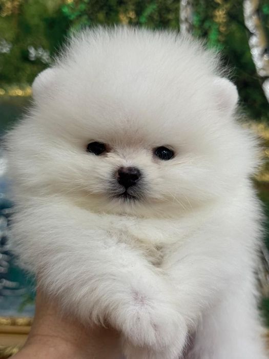 Кремовые шпицы мальчишки