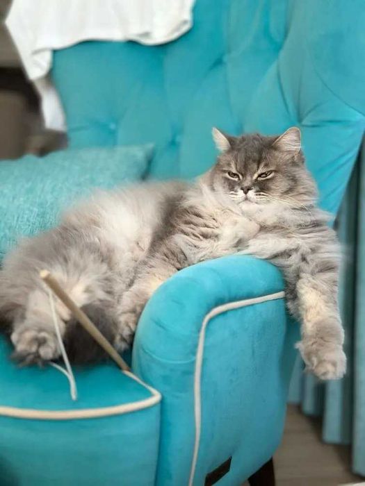 Котята Британские длинношерстные