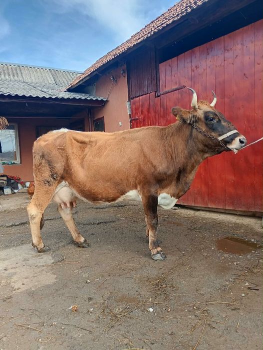 Vand vaca fatata recent