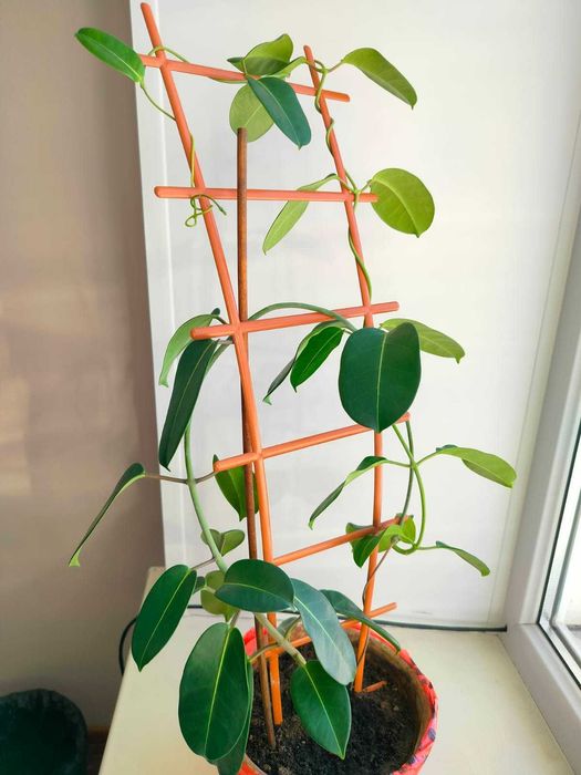 Комнатный цветок Стефанотис