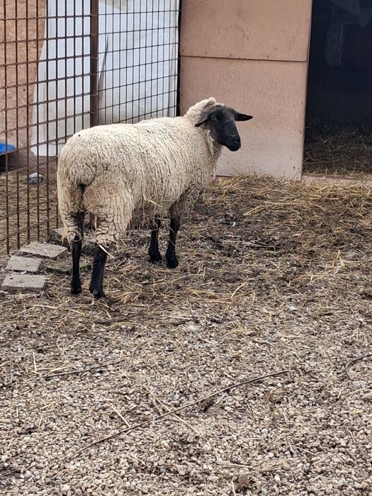 Oaie cap negru german tanara