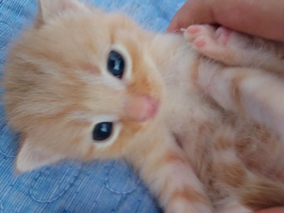 Шотландская кошка с котятами