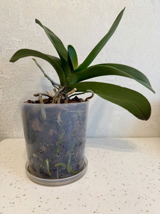 Продам орхидею фаленопсис