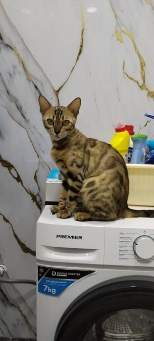 Продаётся кошка Бенгальский породы.