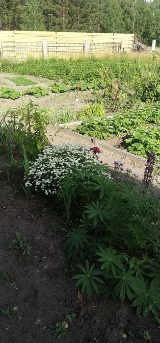 продам дачу Ближнее Белое