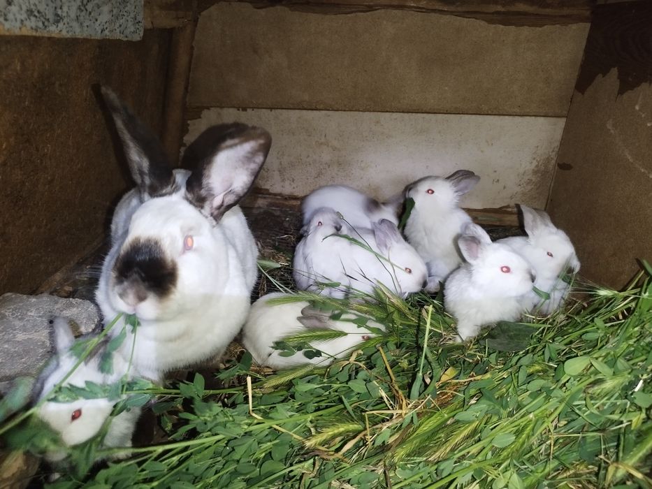 Калифорния крольчата. . Куёнлар. Кролики.