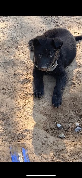 Одаю овчарку бесплатно