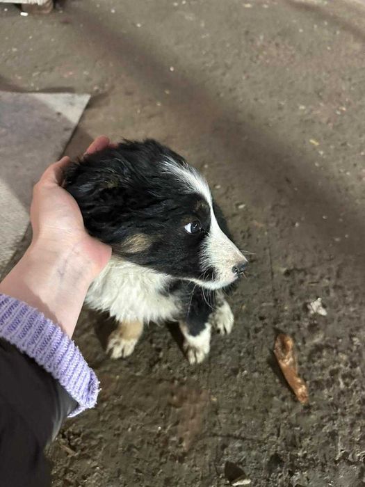 Маленького щенка нашли на стройке