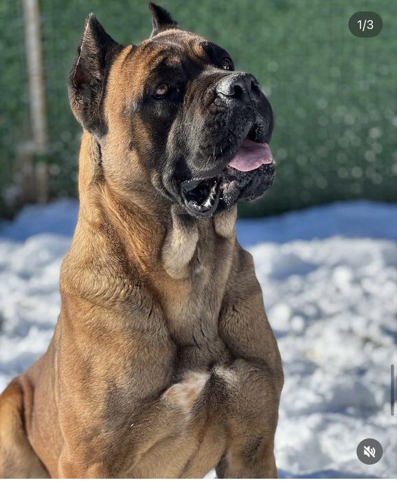 Кане корсо кученца