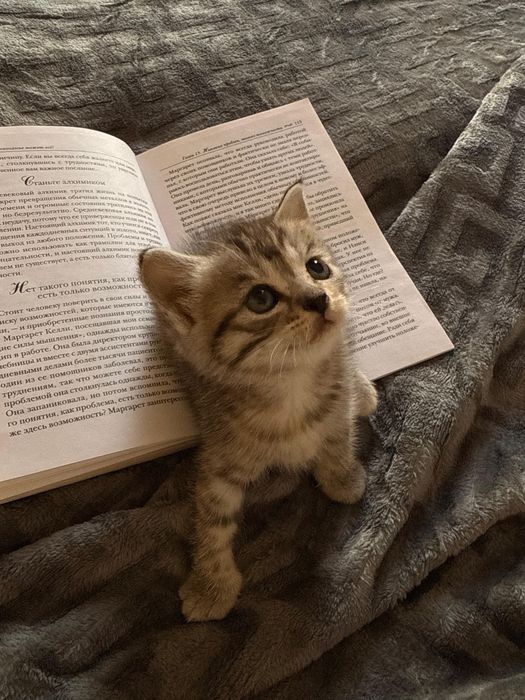 Котёнок шотланские