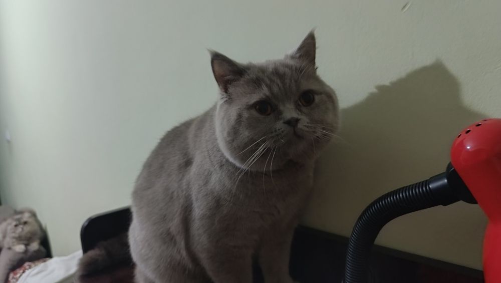 сотилади тоза кон британец