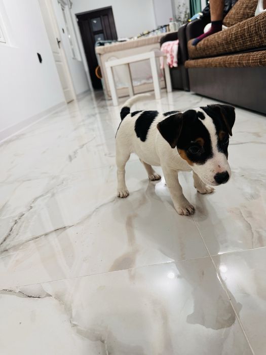Jack russell terrier