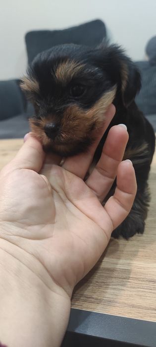 Йоркширски териер (без родословие)