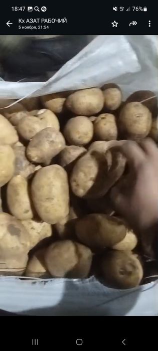 Картофель Картофель