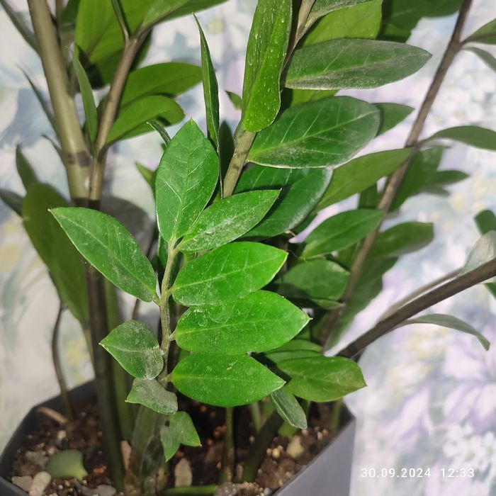 Растения домашние разные