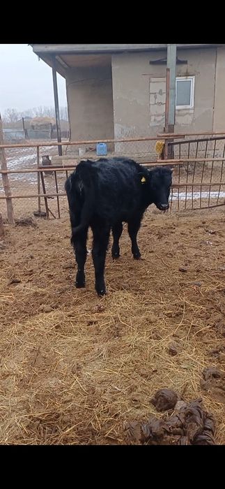 Продам телят подсосных