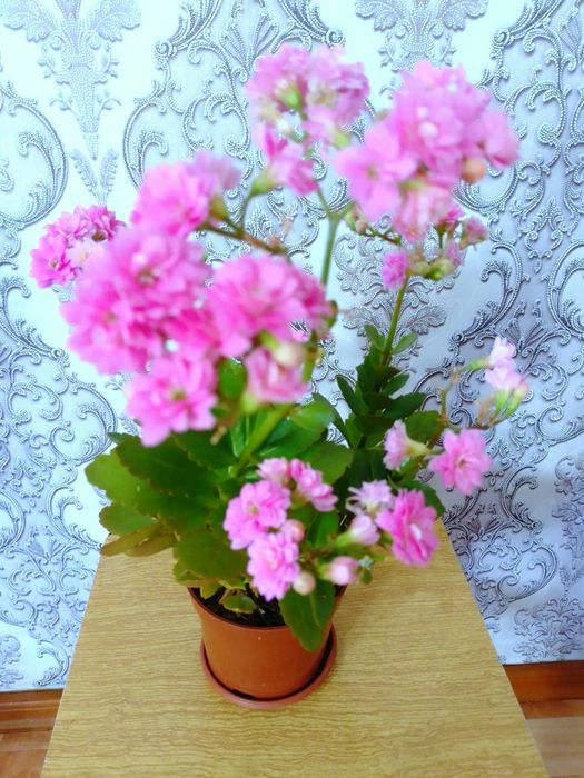 Каланхоэ декоративное