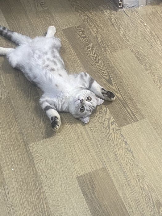 Отдам в хорошие руки