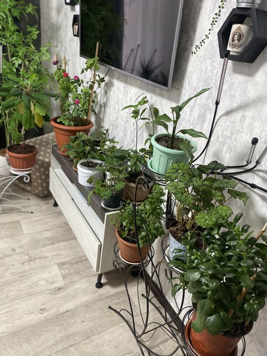 Комнатные растения