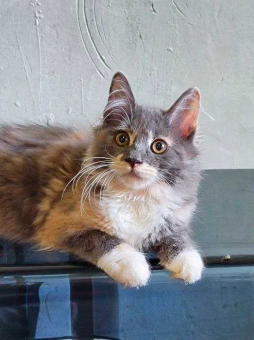 Ваш идеальный курильский бобтейл! Кошка.