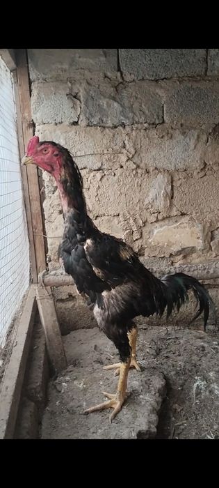 Joja yoshiga tolib qoldi pixi kichkina qanoti tullavoti