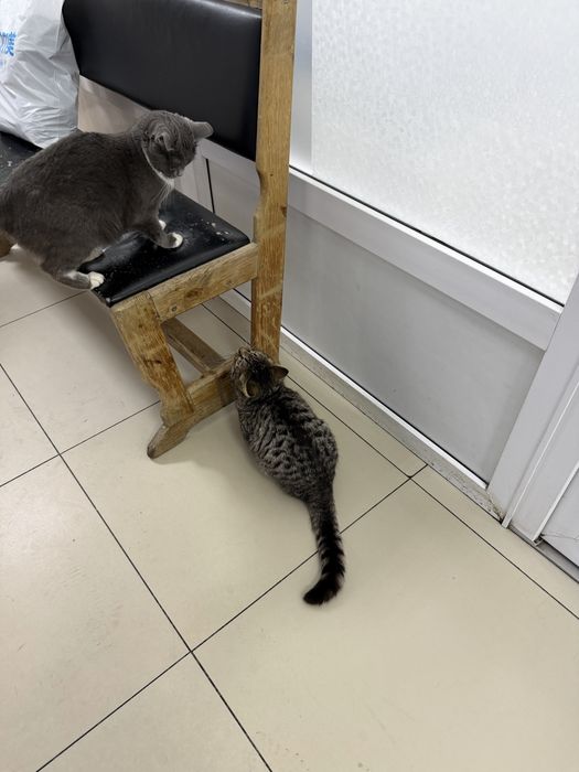 Отдам в добрые руки кота