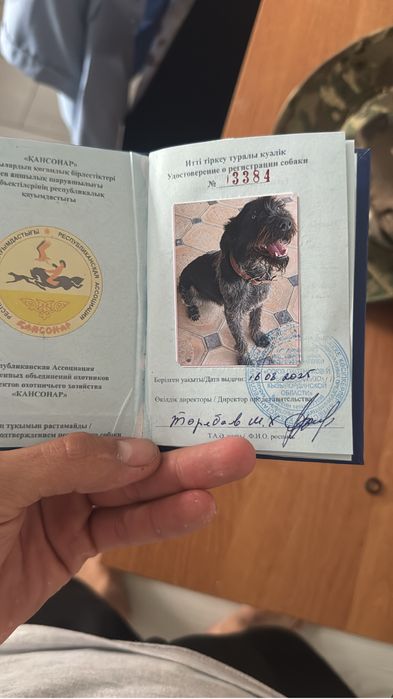 Вязка. Дратхаар ищет невесту себе.