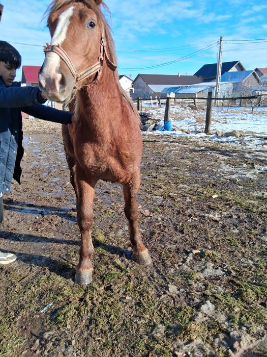 Vând mânz de un an fff cuminte și blând