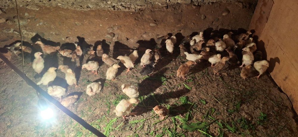 Продам цыплят 2 недели