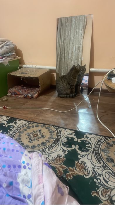 Отдам даром кошку с котятами