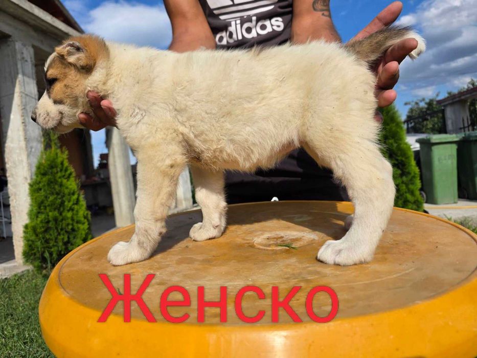 Кученца Чистокръвен Алабай