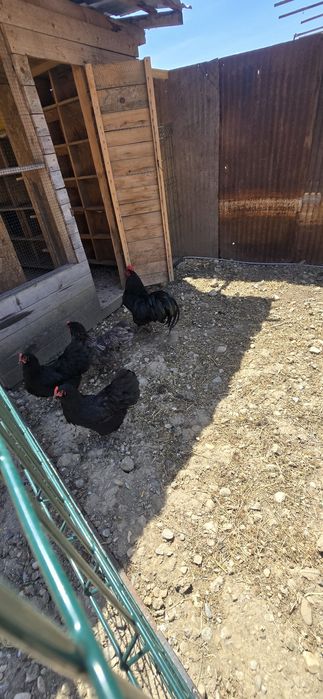 Oua de incubat australorp