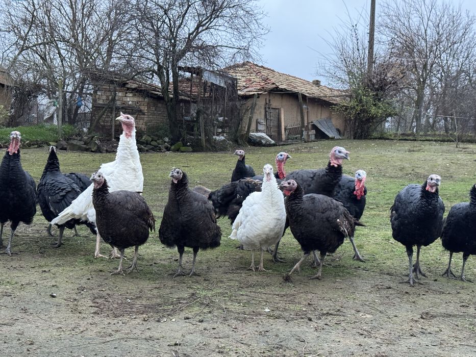 Оплодени яйца от пуйки