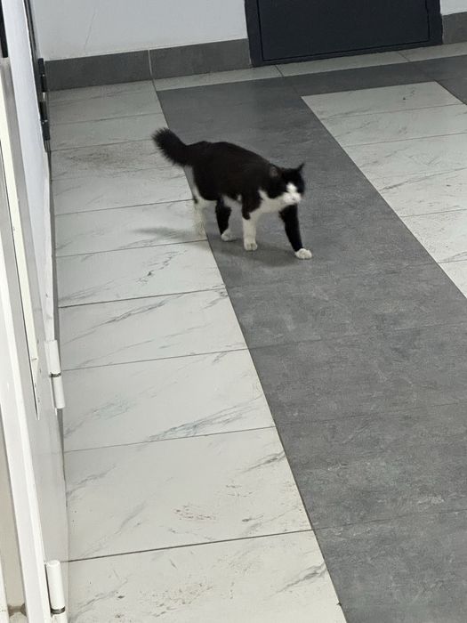 Кошка срочно в добыре руки