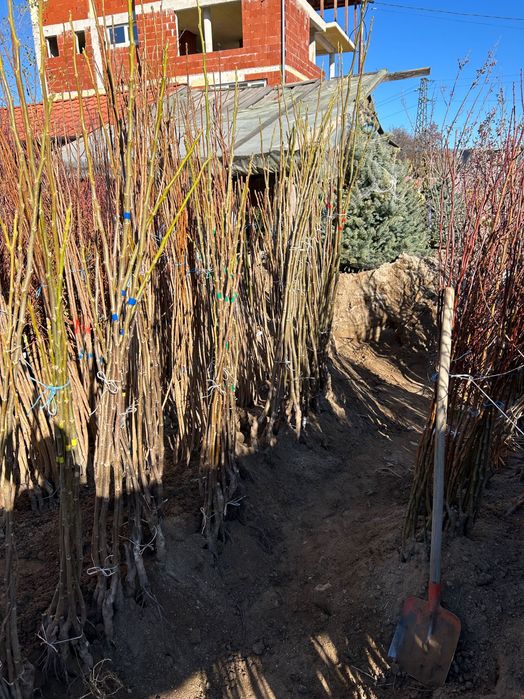 Дрян, Ядлив Кестен и орехи