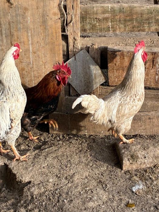 Продаются Петушки Кораздар